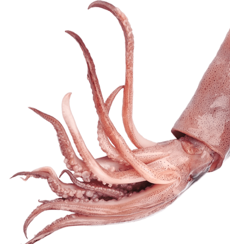 Squid