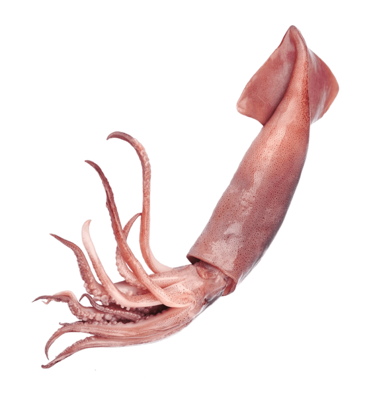 Squid