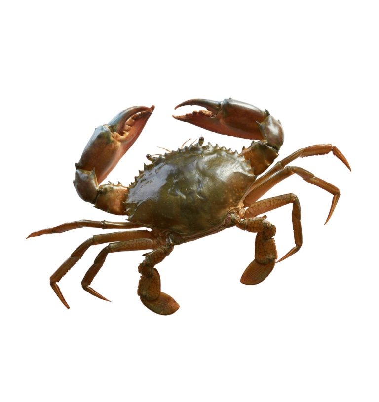 Crab, soft shell