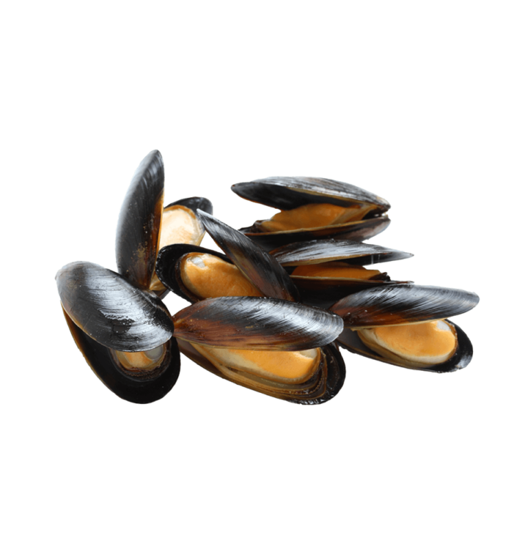 Mussels, live