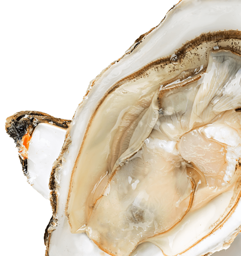 Oysters
