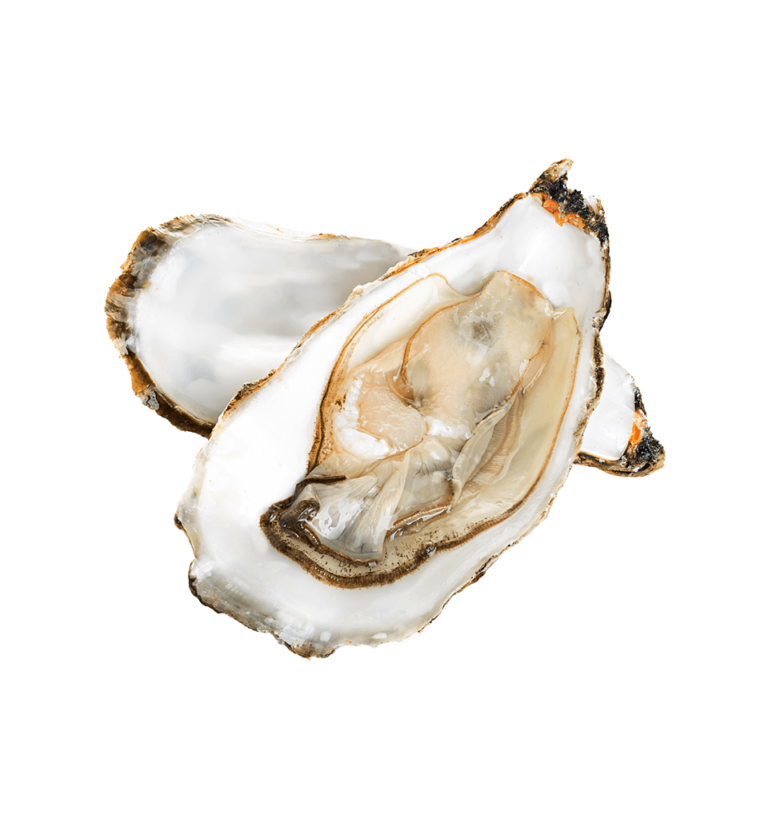 Oysters