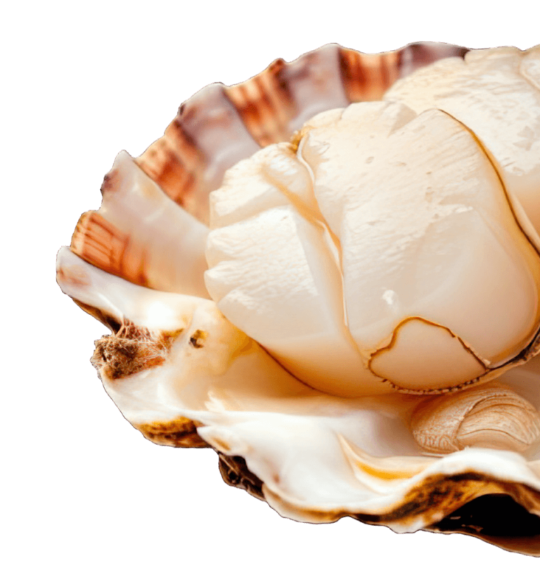 Scallops