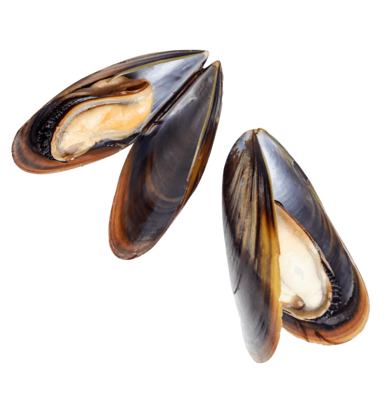 Mussels, live