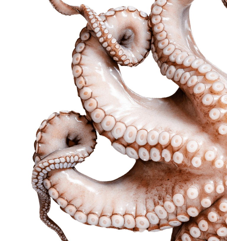 Octopus