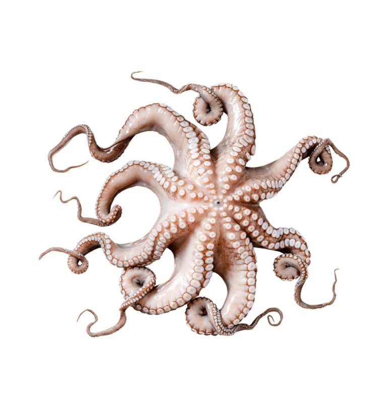Octopus
