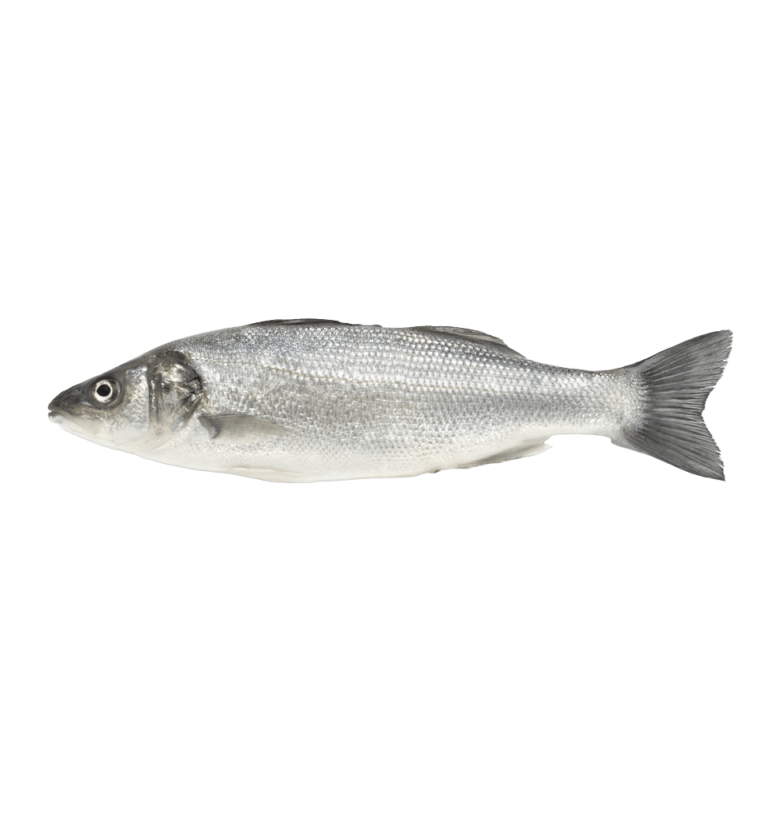 Branzini