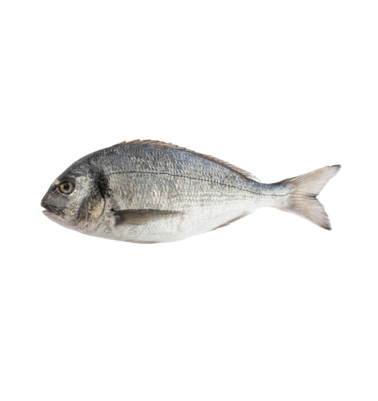 Dorade