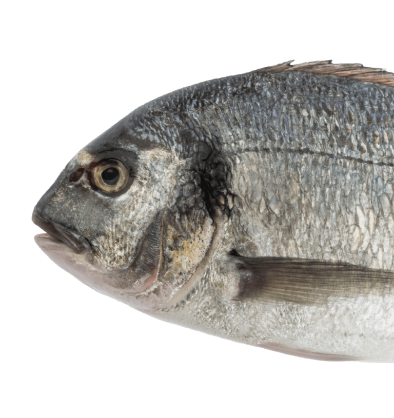Dorade
