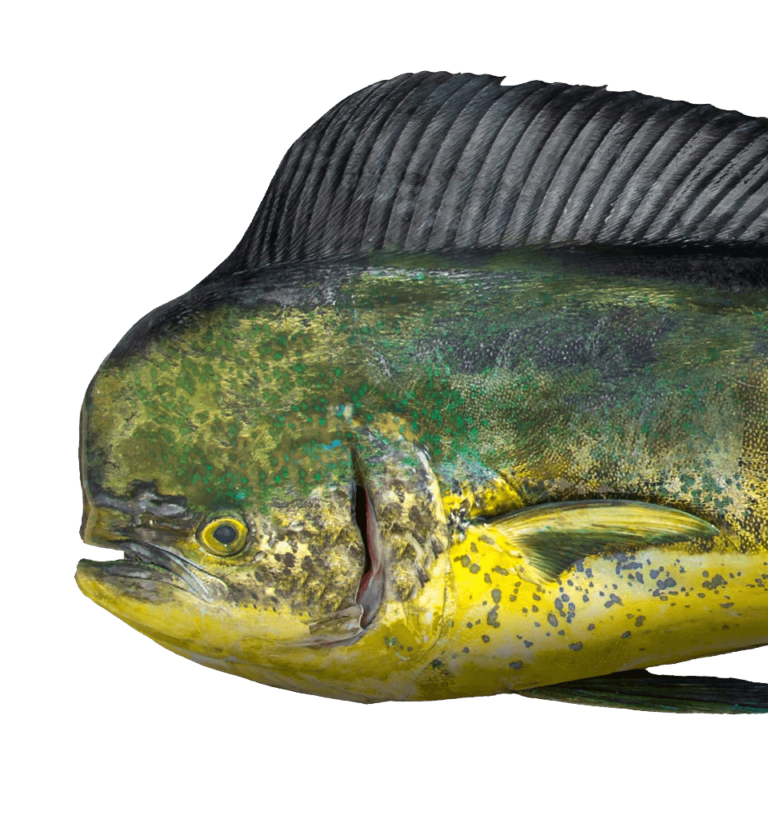 Mahi