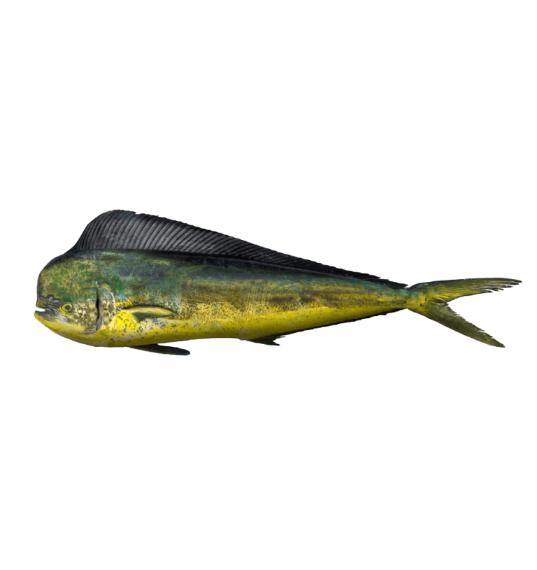 Mahi