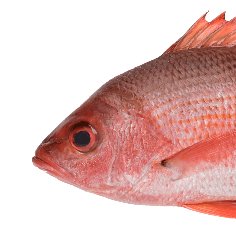 Snapper