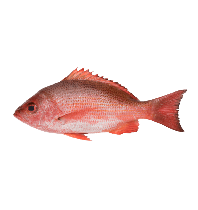 Snapper
