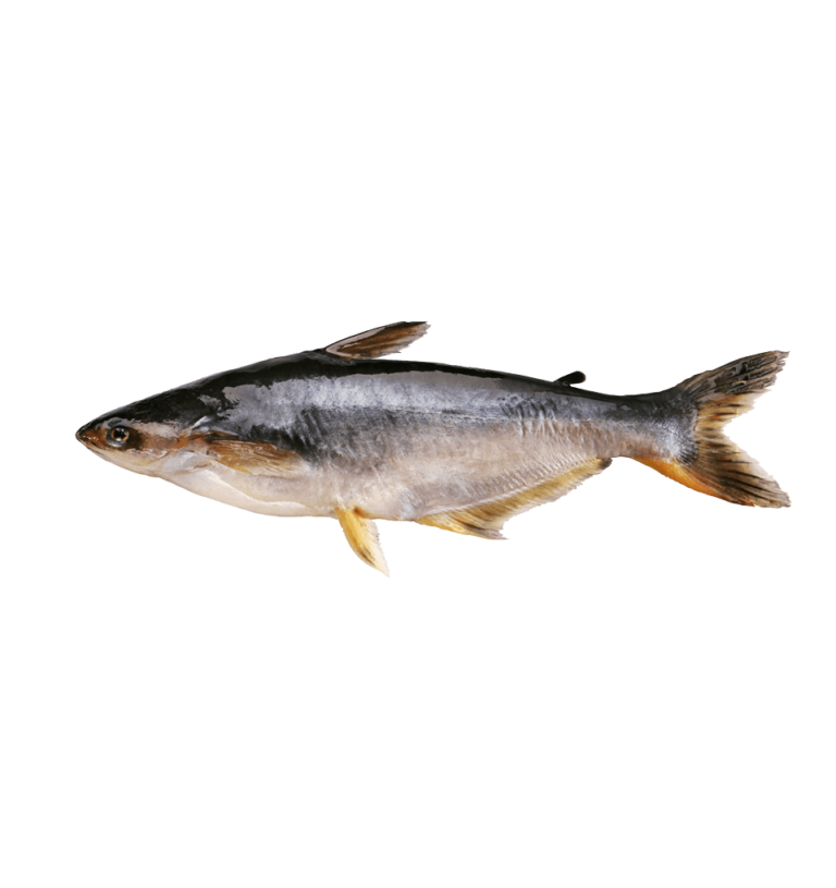 Swai