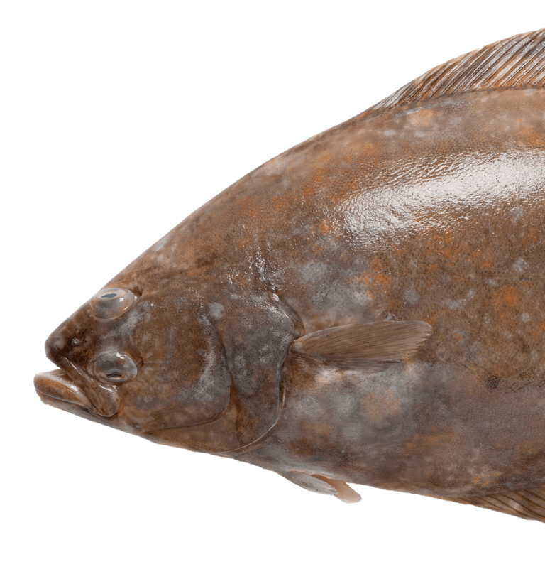 Fluke / Flounders
