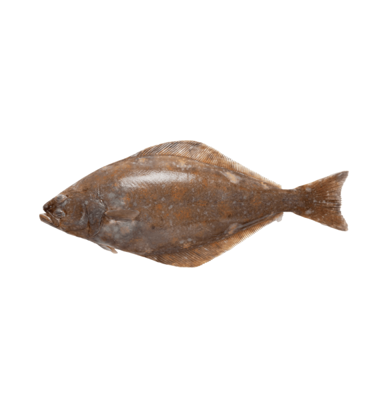 Fluke / Flounders