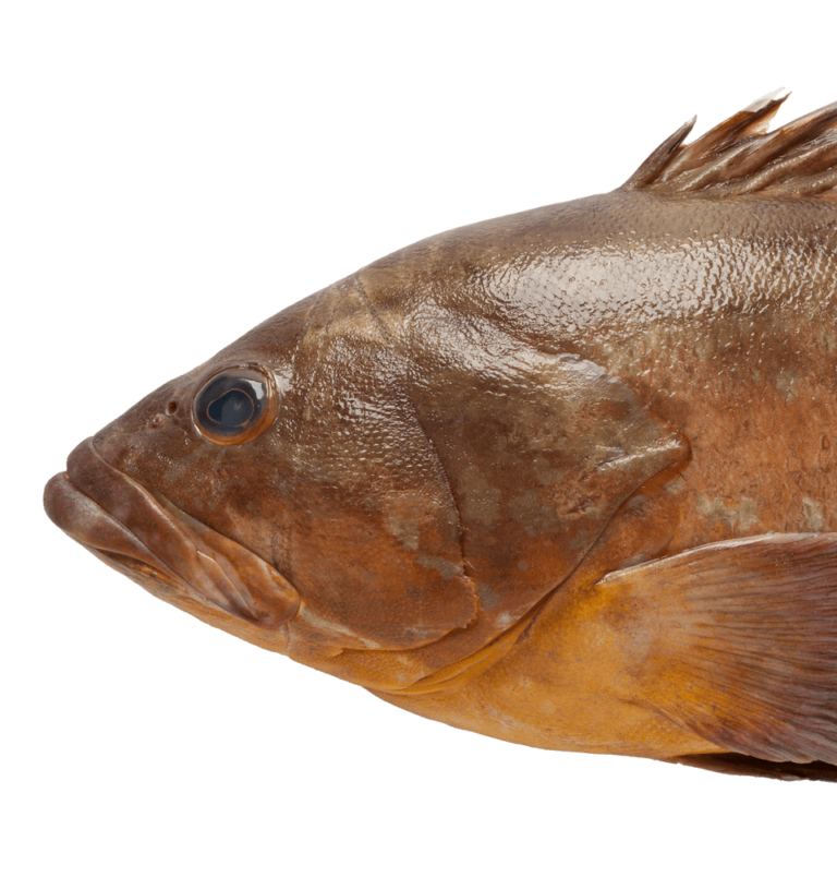 Grouper