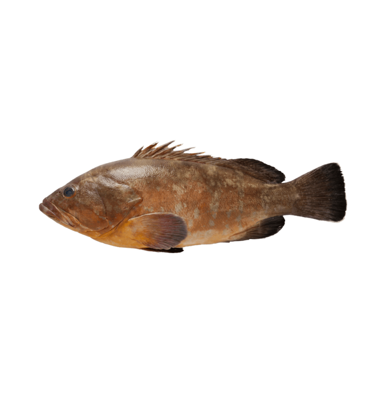 Grouper