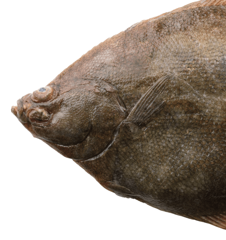 Halibut