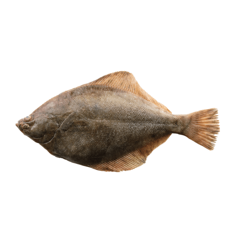 Halibut