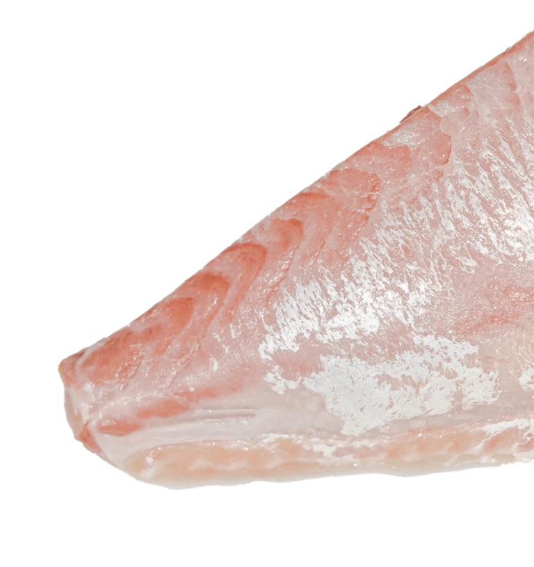 Albacore loins