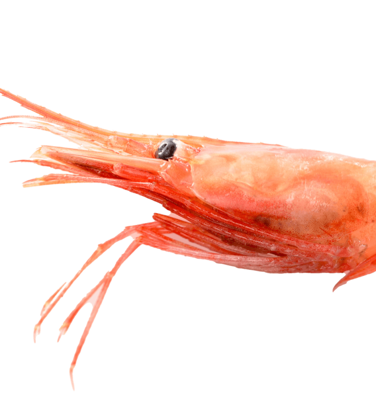 Ama ebi