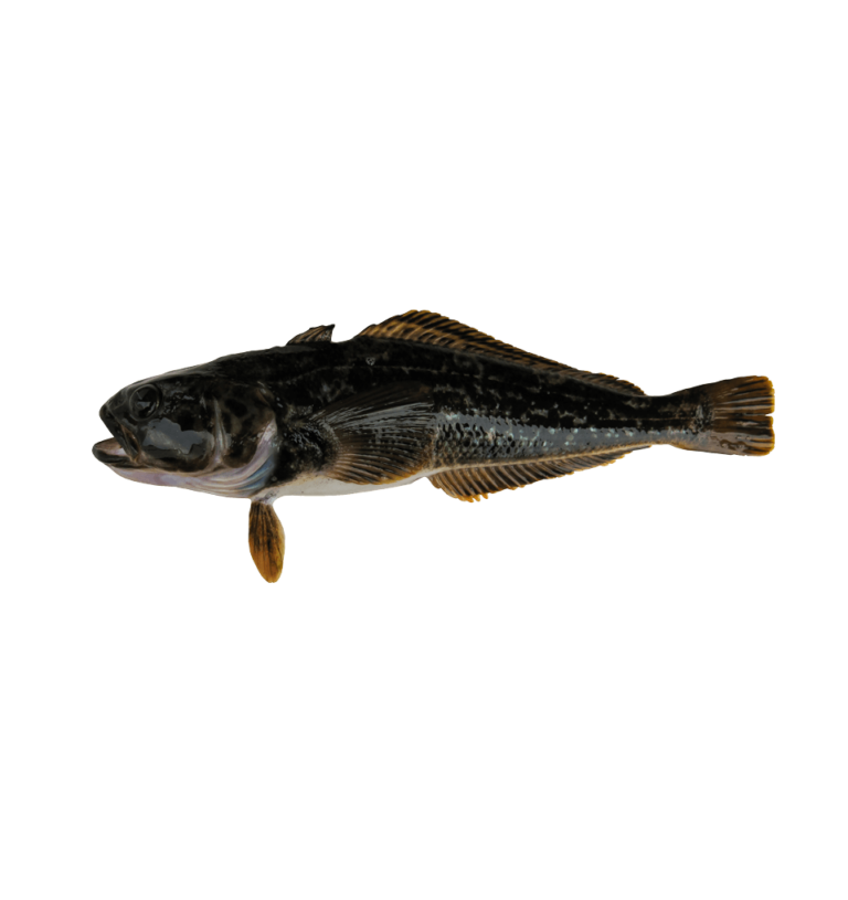 Black cod
