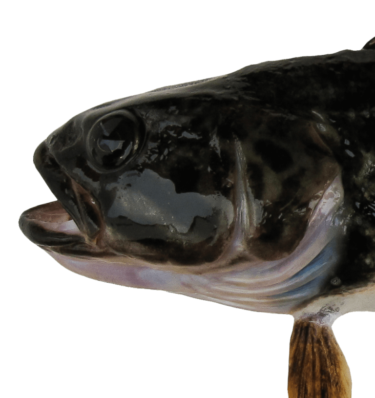 Black cod