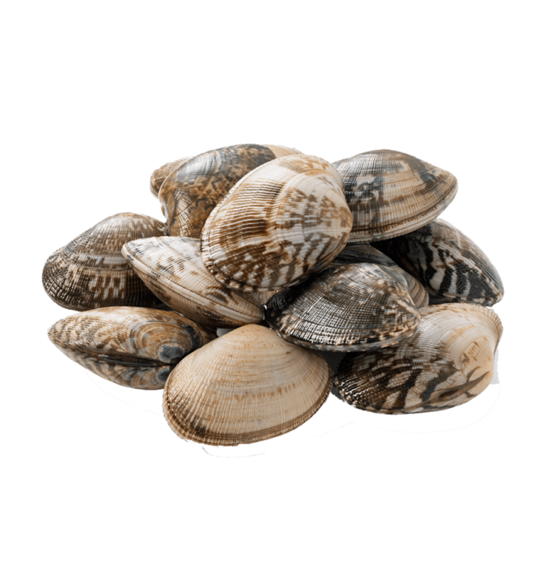 Clams, live FL