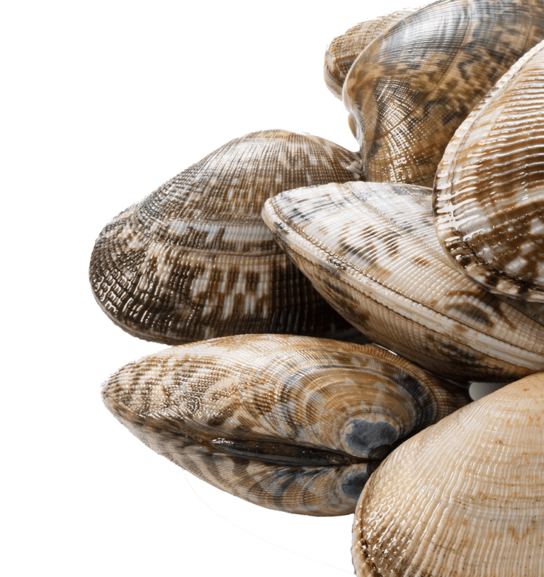 Clams, live FL