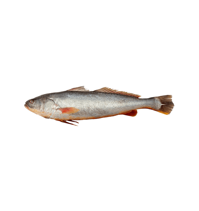 Corvina