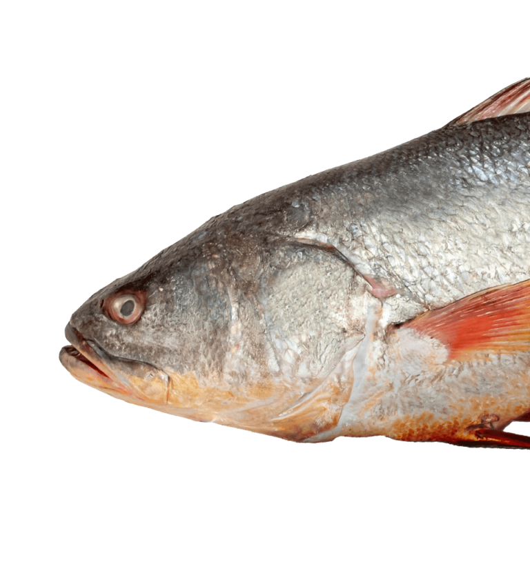 Corvina