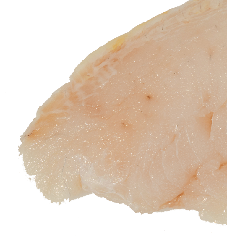 Hogfish