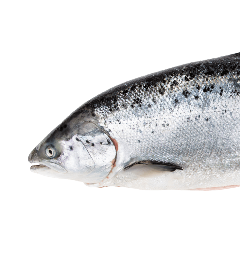 Salmon