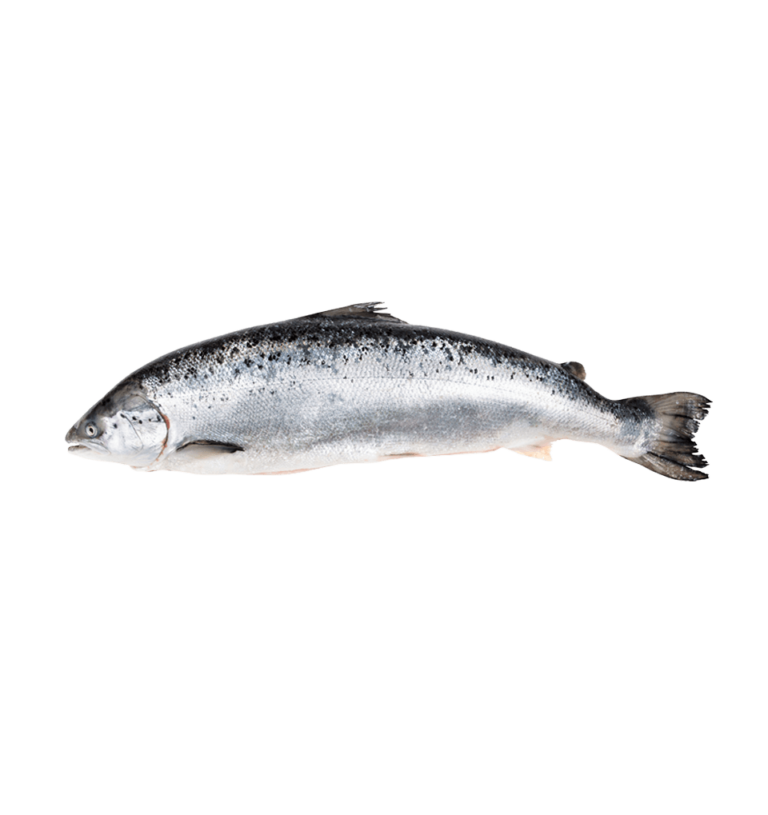 Salmon