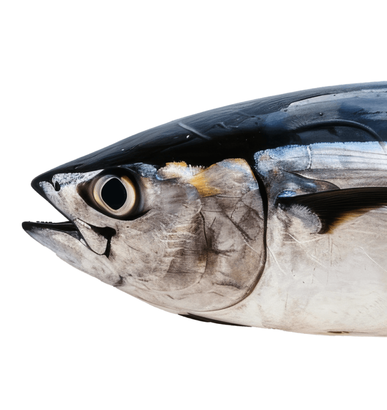 Tuna
