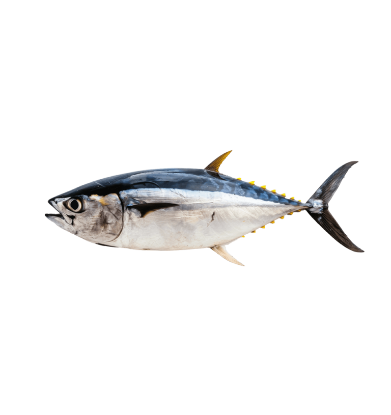 Tuna