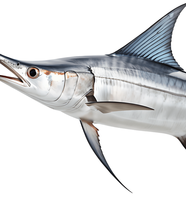 Swordfish