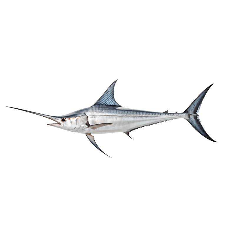 Swordfish