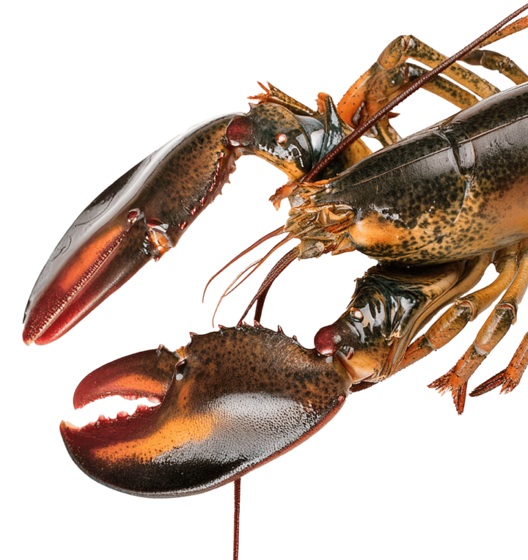 Live maine lobster