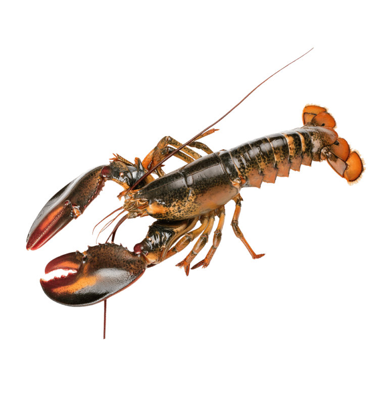 Live maine lobster