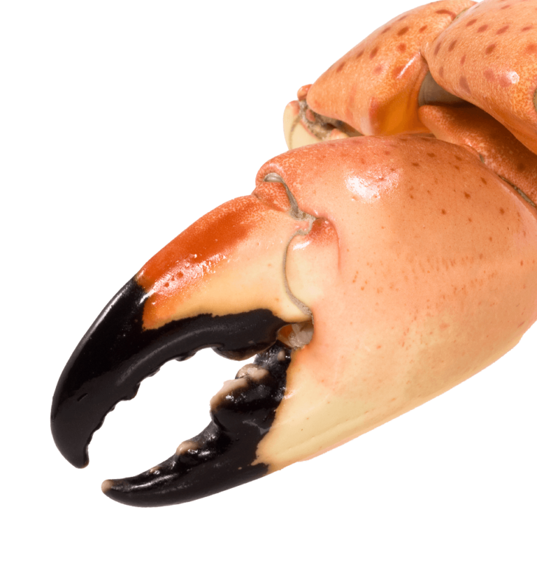 Stone crab, FL (in season)
