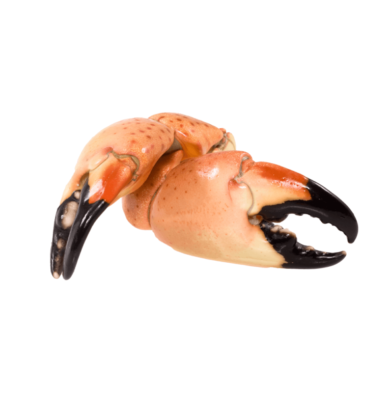 Stone crab, FL (in season)