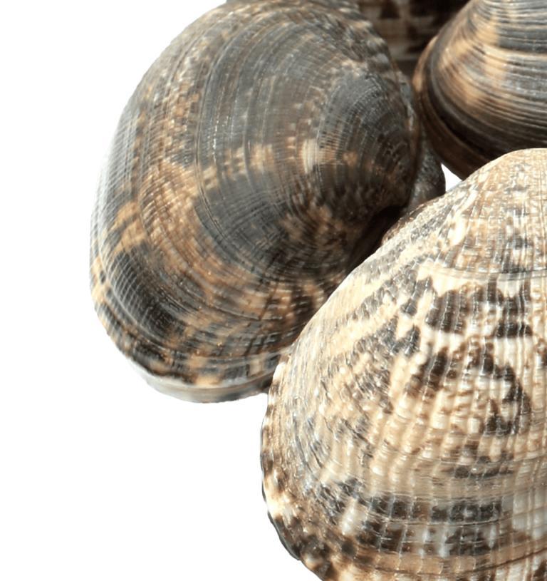 Clams, manilla