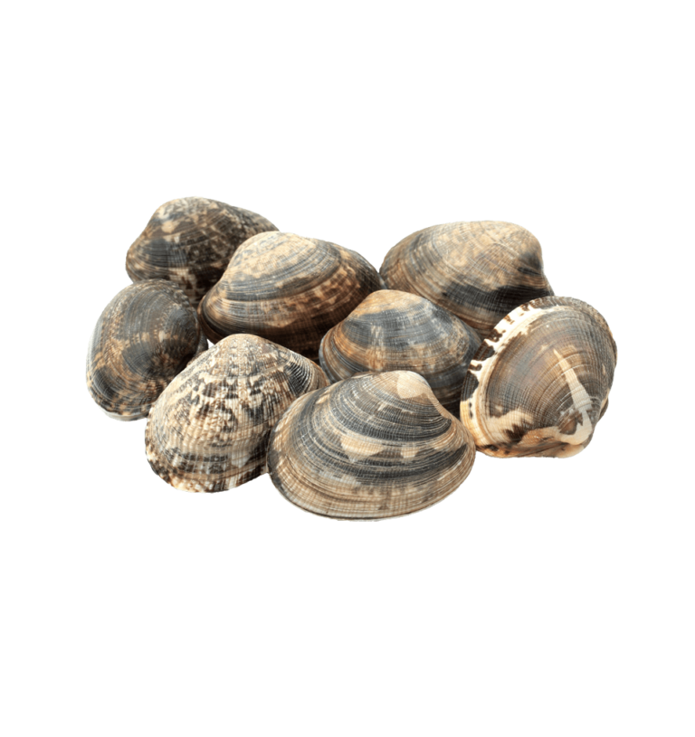 Clams, manilla